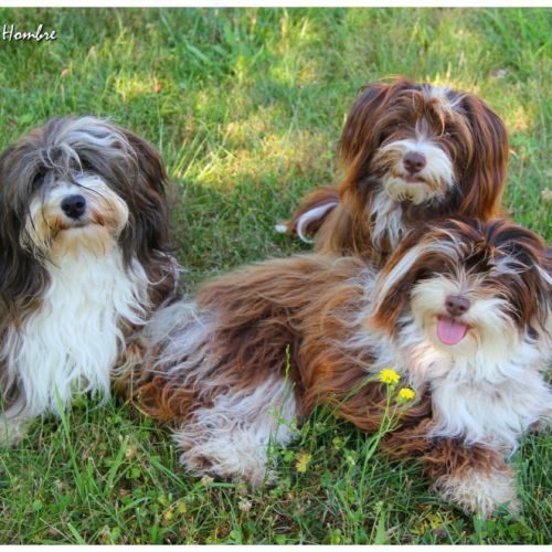 Elevage amigo del hombre