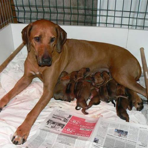 Élevage : chien de rhodesie a crete dorsale