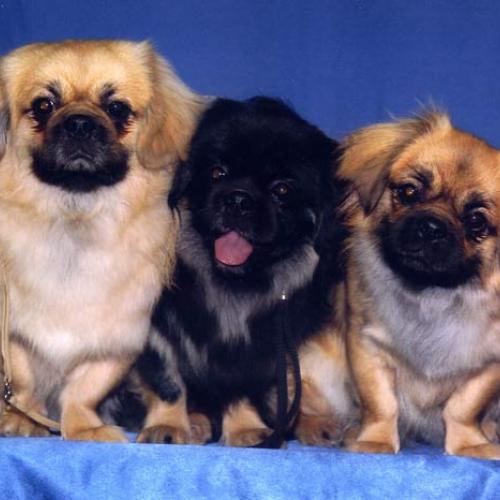 Élevage : epagneul tibetain