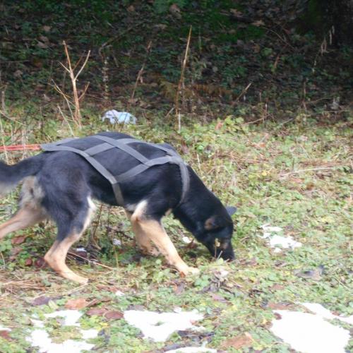 Eleveur de Berger Allemand