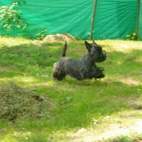 Eleveur : du pays des lylows