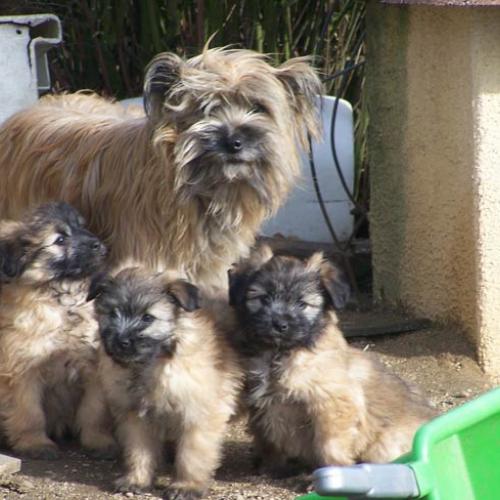 élevage de Berger Des Pyrenees Poil Long