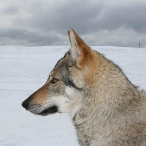 Berger Blanc Berger Allemand Chien Loup Tcheque
