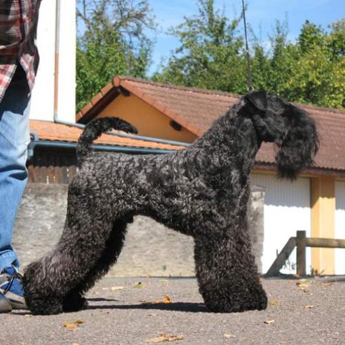 Élevage : airedale terrier fox terrier poil dur lakeland terrier terrier kerry blue