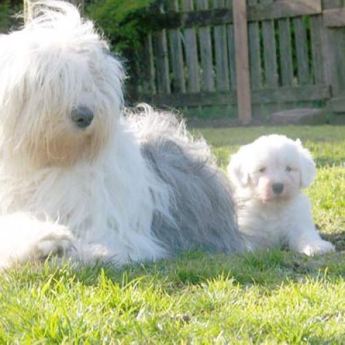 Eleveur : owls-dene s bobtails