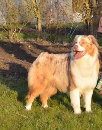 Élevage de berger australien