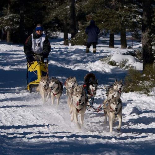 Élevage : husky de siberie