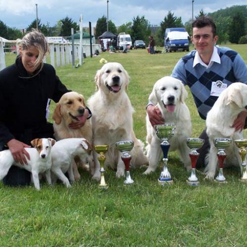 Élevage : golden retriever jack russel