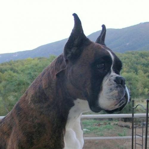 Élevage : boxer berger belge