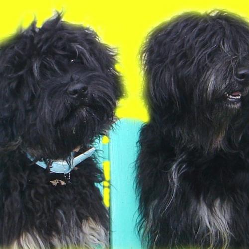 Élevage : berger de la serra de aires chien chinois a crete