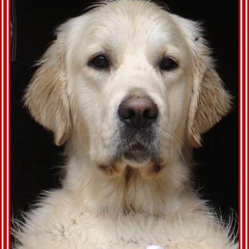 Eleveur : Sweet Loving Heart Golden Retrievers