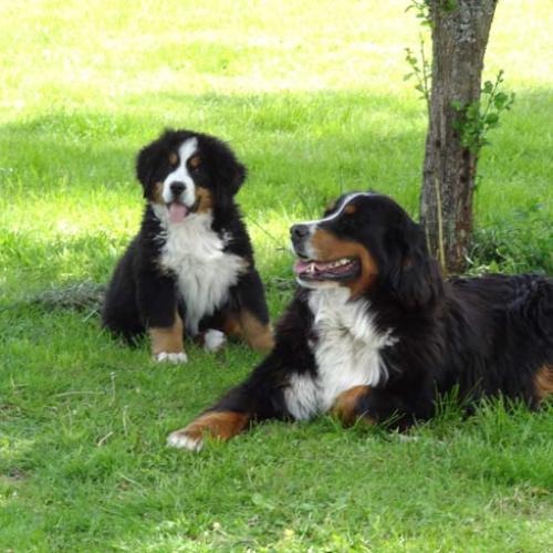 Eleveur : hameau dechauvilliers