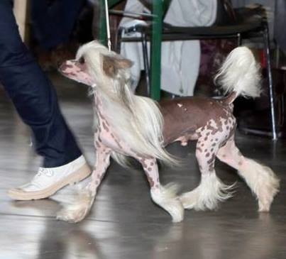 Élevage : chien chinois a crete