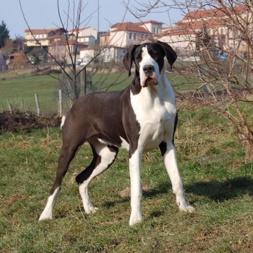 Eleveur de Dogue Allemand