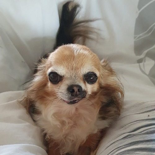 Élevage de chihuahua la romarinière