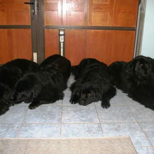 Eleveur : ELEVAGE VON NIEDERHARDTFELD