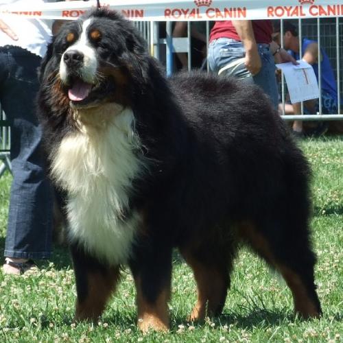 Eleveur : Le Domaine Des Neiges Eternelles