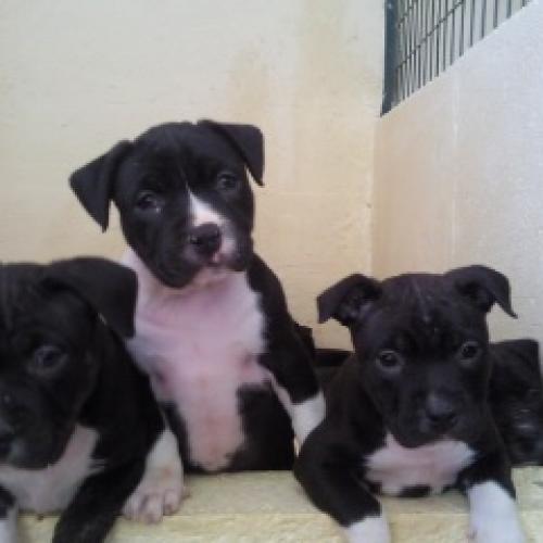 Eleveur : De l'écrin des étoiles d'Or