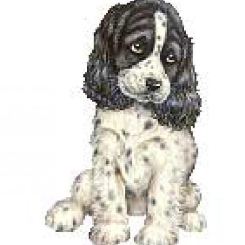 Élevage : cocker spaniel anglais