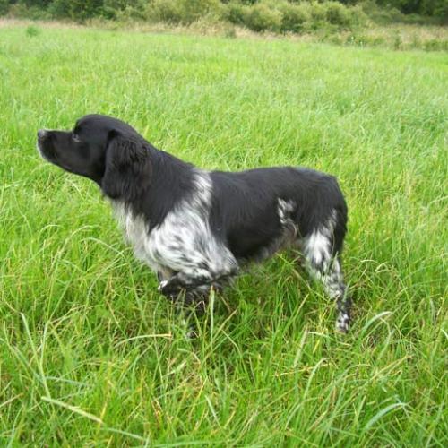 Élevage : epagneul breton