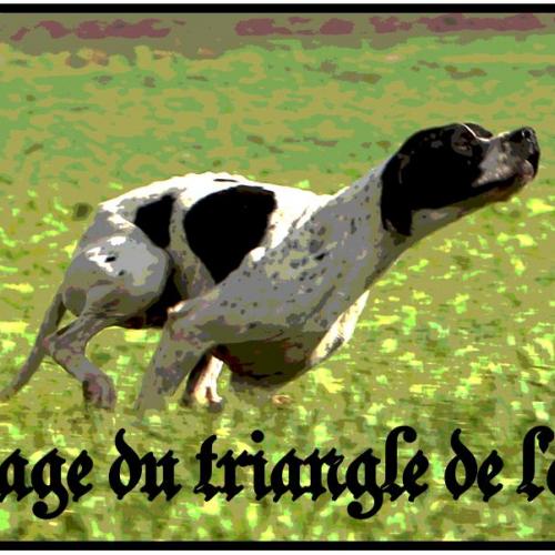 Élevage : pointer anglais