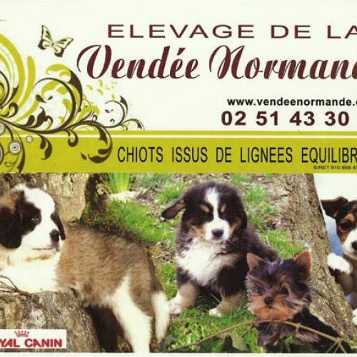 Eleveur : eleveur canin