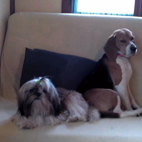 Eleveur : Elevage DU PILON DES AURES