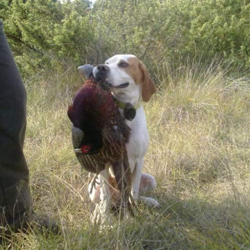 Eleveur : elevage des gorges du régalon