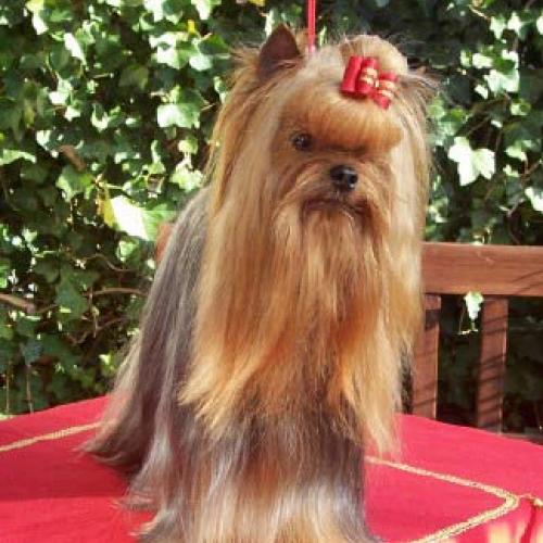 Eleveur : ELEVAGE DE LA COMBE DES ESSARTS