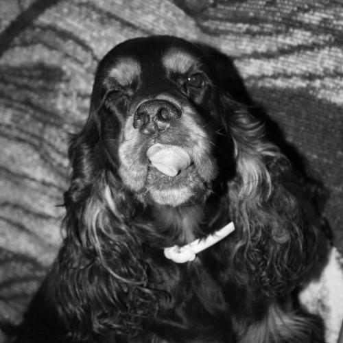 Eleveur : ELEVAGE Du Grand Cougnot