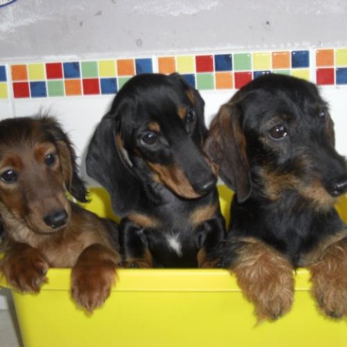 Eleveur : Eleveur canin