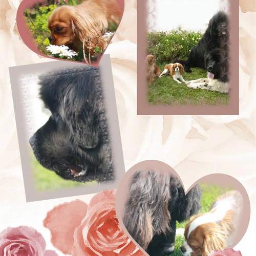 Eleveur : of boaders lander and sea