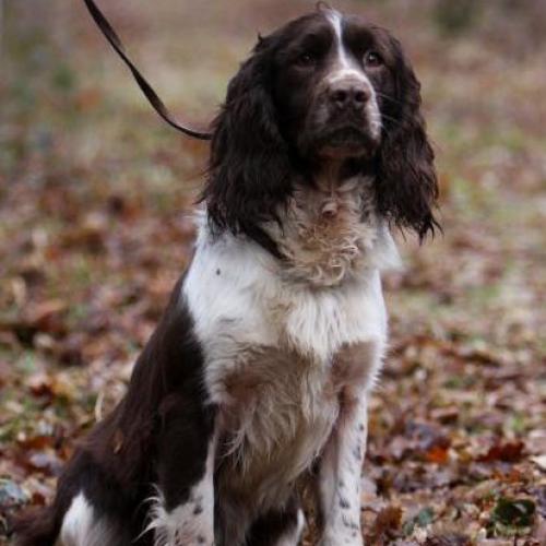 Élevage : english springer spaniel