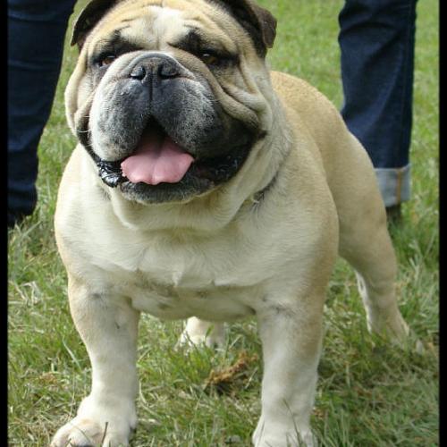 Élevage : bulldog