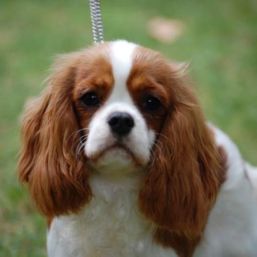 Eleveur : Elevage des Beylias