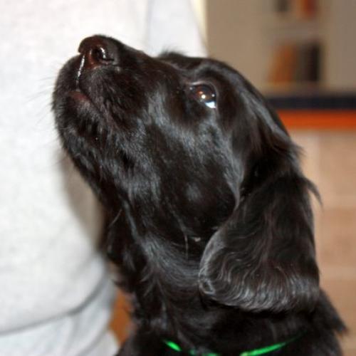 Élevage : retriever a poil plat