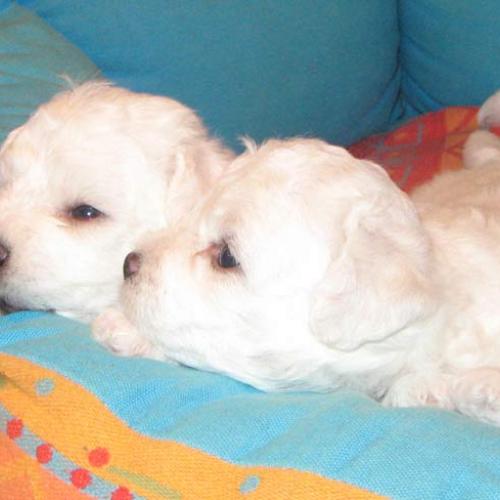 Élevage : bichon à poil frisé