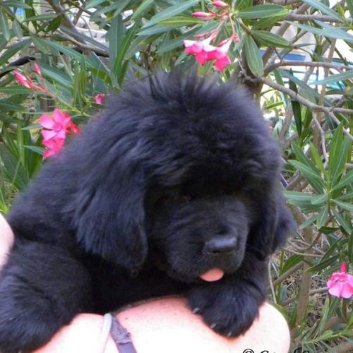 Terre-Neuve du domaine du Grand Croignes