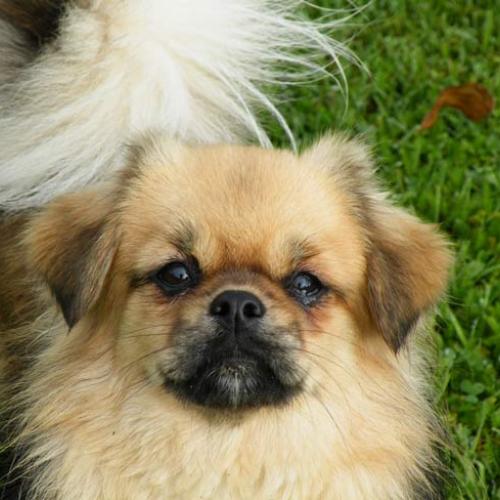 Élevage : epagneul tibetain cavalier king charles spaniel