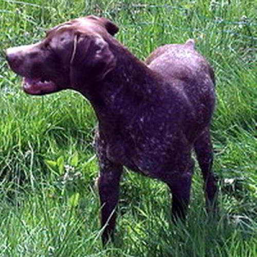 Élevage : braque français type pyrenees griffon a poil dur - korthals