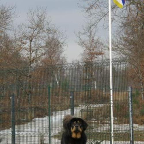 Eleveur de Dogue du Tibet