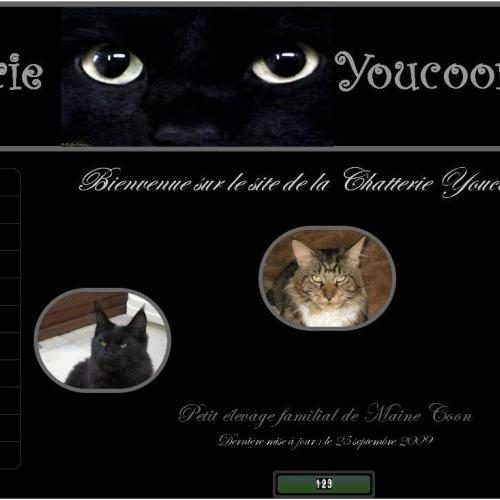 Élevage : maine coon