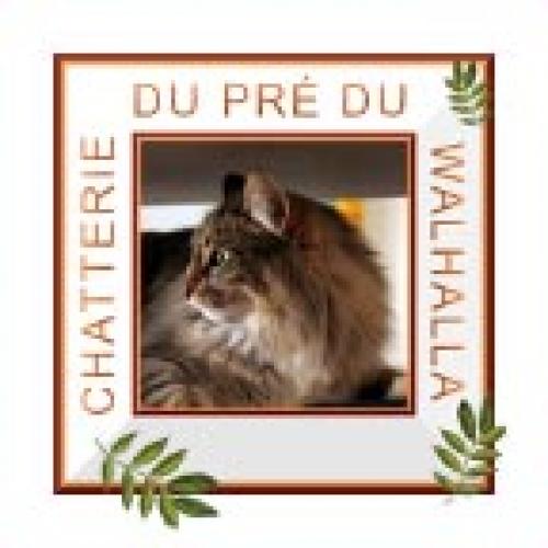 Eleveur : Chats Norvégiens du Pré du Walhalla