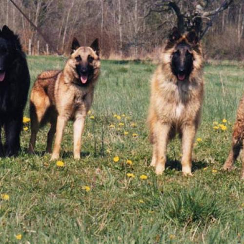 Eleveur : de la TANGI MORGANE