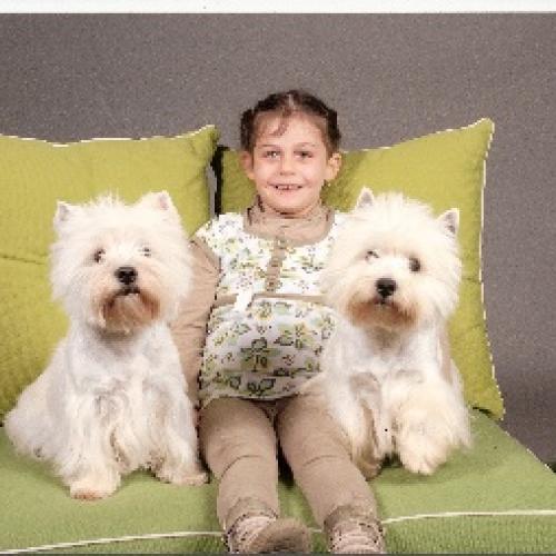 Élevage : west highland white terrier
