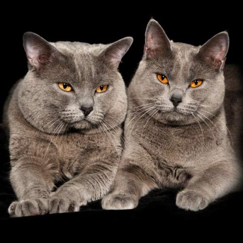 Eleveur : les chartreux de tatouine