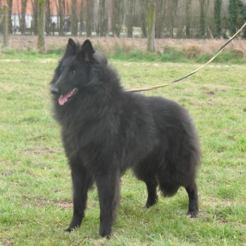 Élevage : berger belge