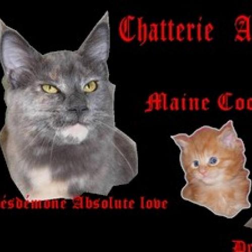 Élevage : maine coon