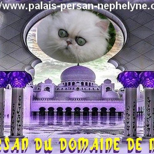 Eleveur : Domaine de Nephelyne