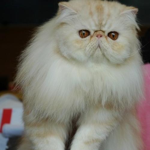 Élevage : chatterie de la reverie de tetiaroa